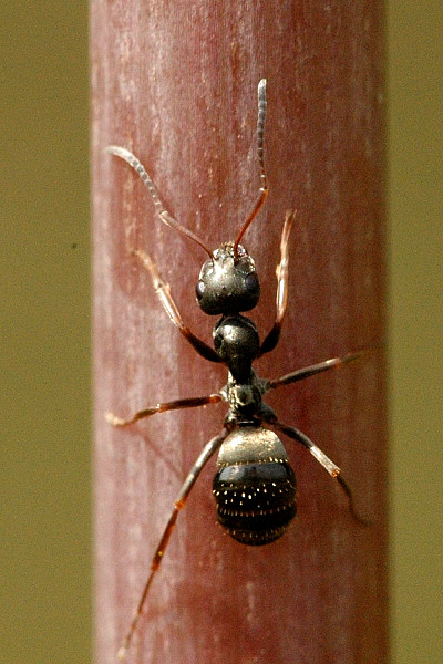 Common Ants identification photograph
