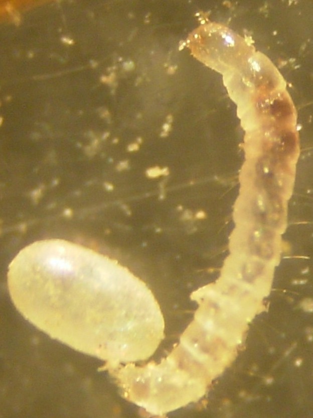 Fleas identification photograph