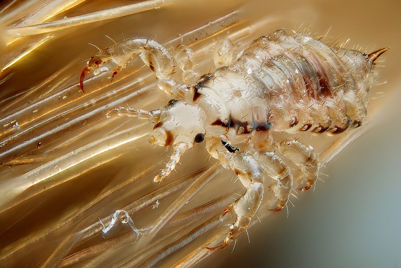 Lice identification photograph