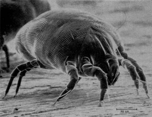Mites identification photograph