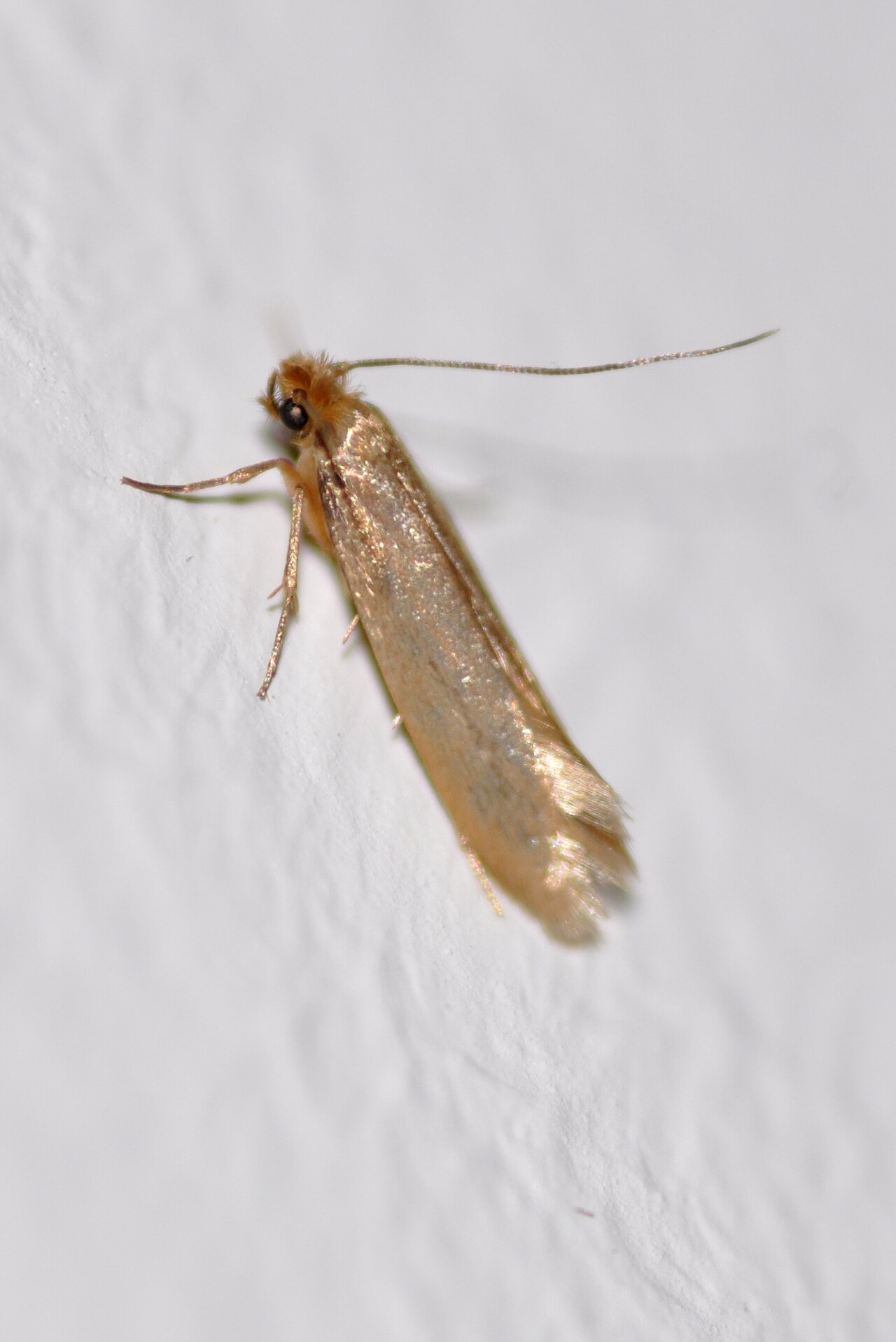 Moths identification photograph