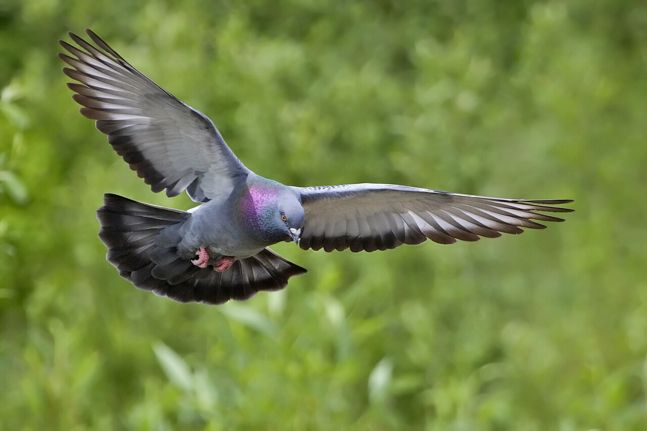 Nuisance Birds identification photograph