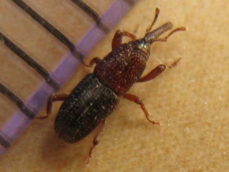 Stored Insect Pests identification photograph