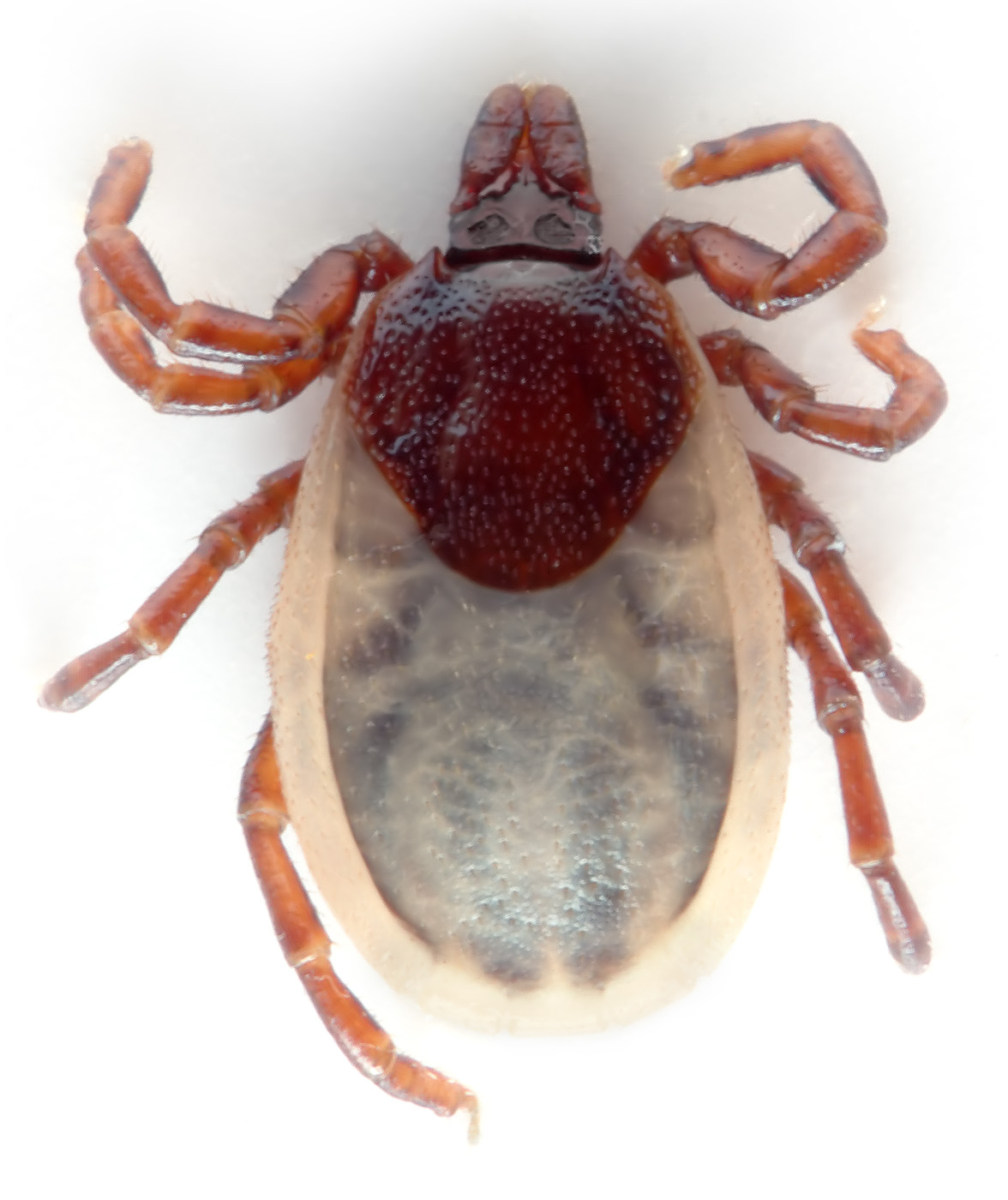 Ticks identification photograph