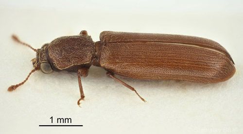 Wood Boring Beetles identification photograph